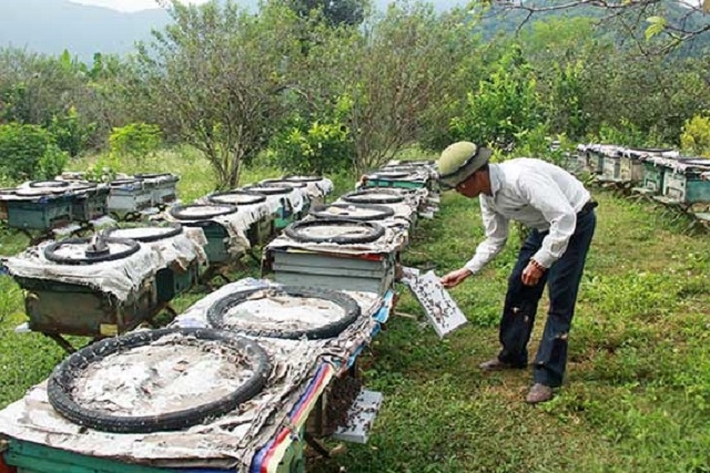 Mô hình nuôi ong theo tiêu chuẩn VietGAP của HTX Ong Phổng Lái
