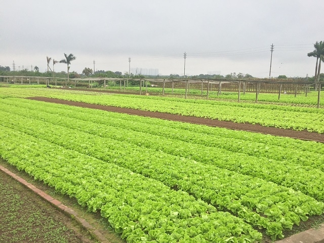 Trồng rau an toàn khó hơn trồng rau thông thường nhưng chất lượng rau và sức khỏe được bảo đảm