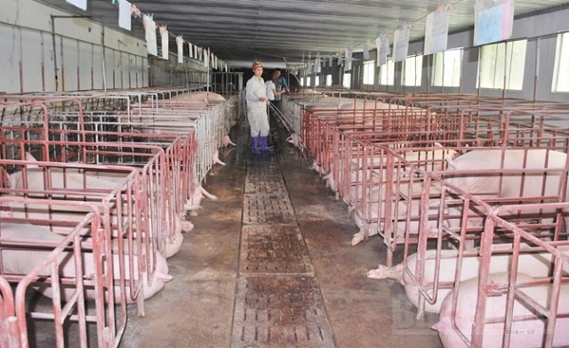 Khu chăn nuôi lợn của HTX