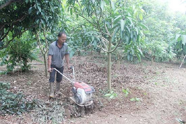 Thành viên HTX sử dụng phương tiện cơ giới trong trồng, chăm sóc cây ăn quả