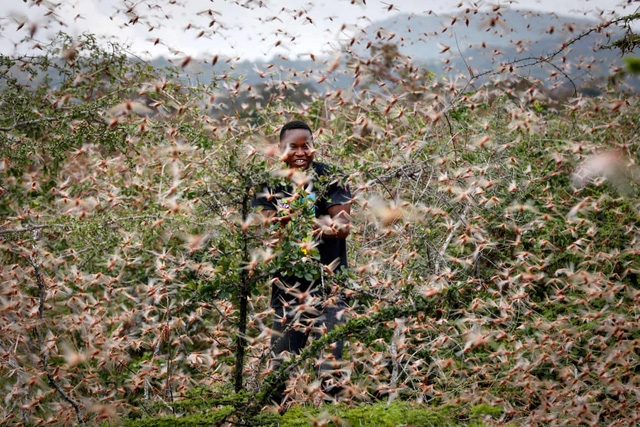 Dịch châu chấu sa mạc tấn công châu Phi (Ảnh: Internet)