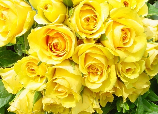 Hoa hồng ánh trăng là một trong những giống chính được HTX lựa chọn phát triển sản xuất