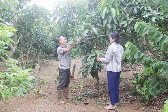 Vườn cây ăn quả của HTX được canh tác theo quy trình VietGAP