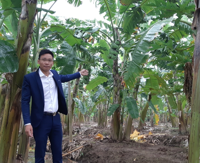 Anh Quyên dẫn phóng viên đi thăm vựa chuối có diện tích hàng trăm ha
