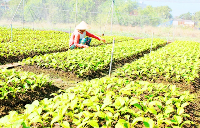 Rau công nghệ cao gắn với bảo vệ môi trường tiếp tục là hướng đi trọng điểm của HTX