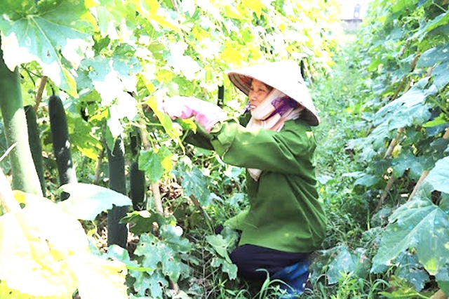 HTX Đắc Lộc thành công với mô hình trồng rau VietGAP