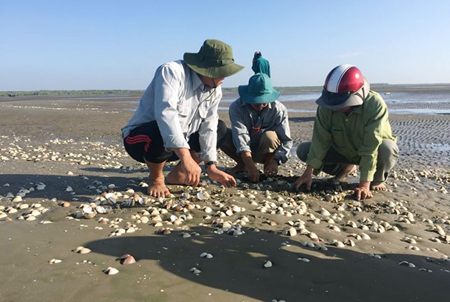 Nghêu của HTX thủy sản Rạng Đông chết la liệt do nắng nóng và hạn mặn (Internet)