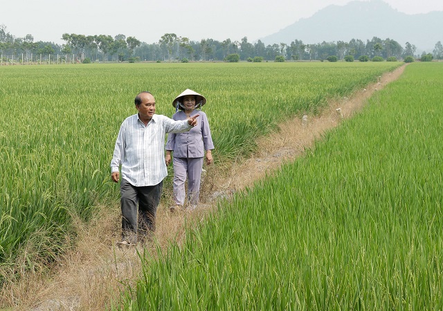 Đầu ra thuận lợi là điều kiện để HTX mở rộng diện tích sản xuất theo hướng bền vững
