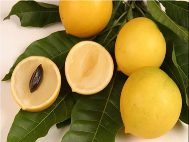 Vú sữa hoàng kim được HTX lựa chọn phát triển