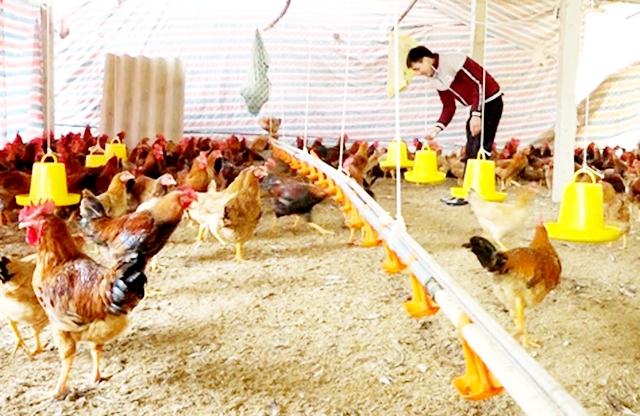 HTX đang thành công lớn với mô hình nuôi gà an toàn sinh học