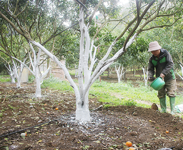 Thành viên HTX Trồng cam Văn Yên bón phân hữu cơ cho cây ăn quả