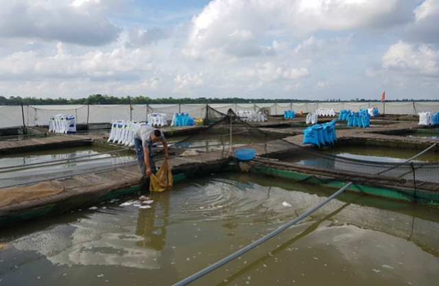 Nhiều HTX thuỷ sản gặp khó khăn vì không nhập được cá giống.