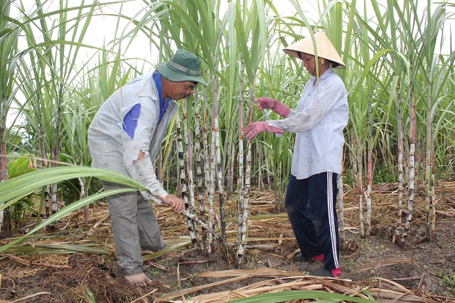 Vợ chồng ông Trần Đức Hùng trên rẫy mía của gia đình