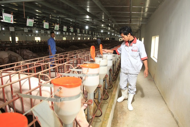 Người lao động của HTX Chăn nuôi và Dịch vụ tổng hợp Hoà Mỹ chăm sóc đàn lợn