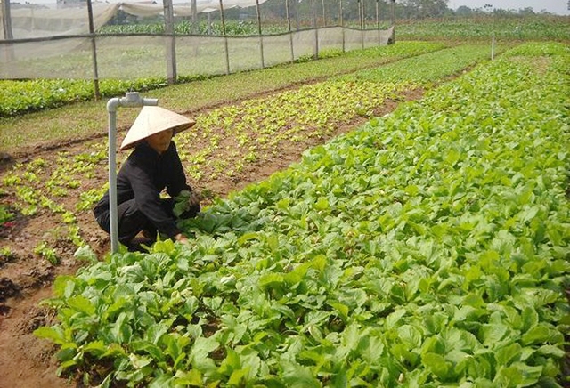 Thành viên HTX Rau an toàn Thuỵ Hương không lo đầu ra của sản phẩm vì đã có hợp đồng bao tiêu