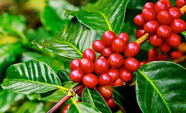 HTX chỉ hái khi cà phê chín từ 90% trở lên