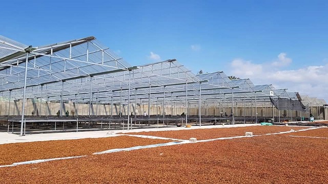 Khu vực nhà kính của HTX