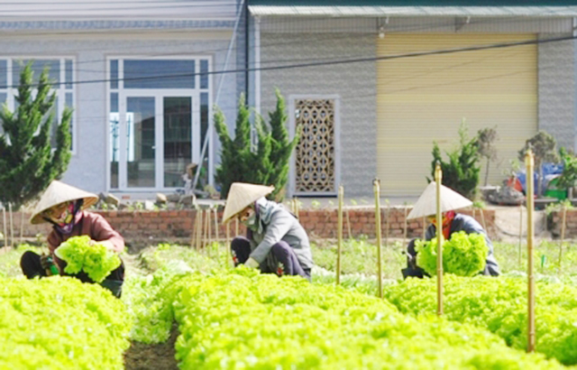 Khoa học - công nghệ là chìa khóa thành công của HTX