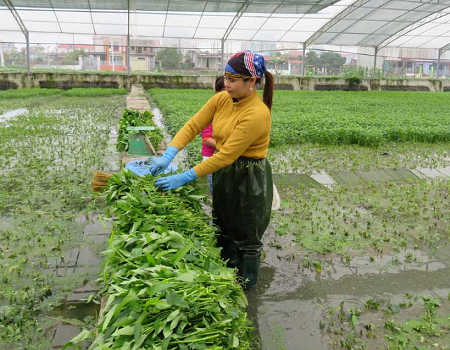 HTX yêu cầu thành viên trang bị đầy đủ bảo hộ lao động trong quá trình sản xuất