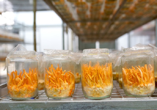 HTX Hiệp An là một trong những đơn vị tiên phong nuôi trồng đông trùng hạ thảo trên địa bàn tỉnh Bình Dương