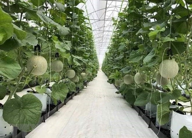 HTX phát triển trồng dưa lưới trên diện tích 1ha