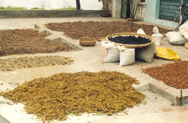 Cây dược liệu đã làm giàu cho hàng trăm hộ dân trong xã Tân Quang, huyện Văn Lâm (Ảnh: Internet)