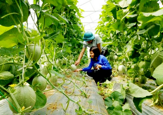 Nông nghiệp kết hợp du lịch mang lại lợi ích lớn về môi trường