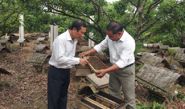 Nuôi ong lấy mật là một trong những nghề tận dụng thế mạnh tự nhiên tại huyện Sơn Động, góp phần giảm nghèo bền vững và phát triển kinh tế cho nhiều hộ dân (Ảnh: Internet)