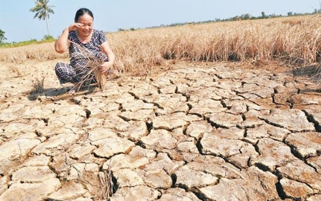 Theo tính toán sơ bộ của UBND tỉnh Bến Tre, số tiền thiệt hại của đợt hạn mặn lần này của tỉnh là gần 2.000 tỷ đồng