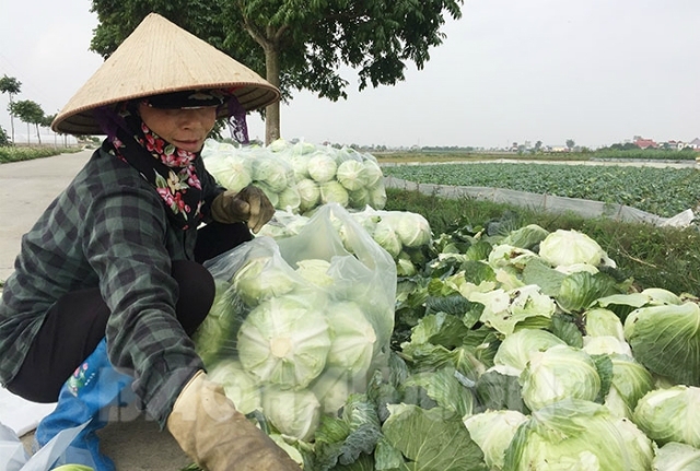 Sản phẩm cải bắp của HTX Tân Minh Đức hiện có mặt tại 17 siêu thị và nhiều bếp ăn tập thể của các doanh nghiệp