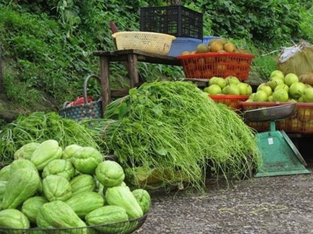 Su su Sa Pa luôn giữ được nguồn gen gốc do ít bị thoái hóa giống, nên quả ngon hơn nơi khác