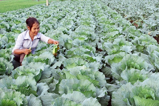 Vùng trồng rau an toàn tại xã Tiền Yên
