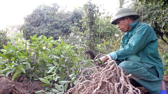 Cây ba kích tím là đặc sản nổi tiếng ở huyện Ba Chẽ, góp phần xóa đói giảm nghèo, tăng hiệu quả từ lâm nghiệp (Ảnh: Internet)