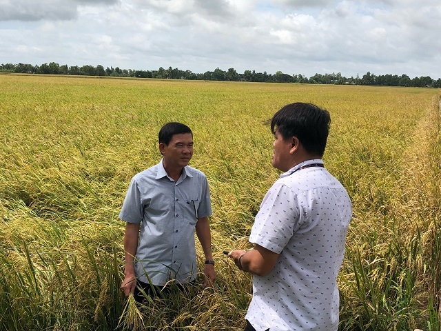 Mô hình tưới ướt khô xen kẽ được HTX Nam Hưng thực hiện nên sản xuất trong đợt hạn mặn này không gặp quá nhiều khó khăn