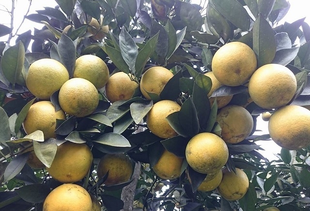 HTX Thanh Hiền chú trọng sản xuất sạch đi đôi với bảo vệ môi trường (Ảnh: Internet)