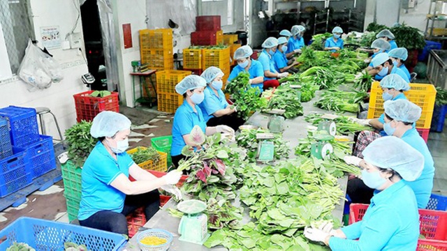 Sơ chế rau sạch tại HTX Phước An (Ảnh: Internet)