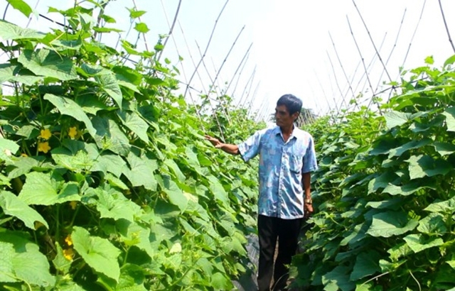 Sản xuất nông nghiệp theo tiêu chuẩn VietGAP của HTX Ngã Ba Giồng (Ảnh: Internet)