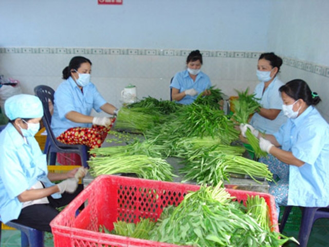 Người lao động của HTX Ngã Ba Giồng sơ chế rau sạch (Ảnh: Internet)