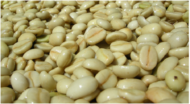 Chế biến cà phê ướt giúp tăng giá trị sản phẩm