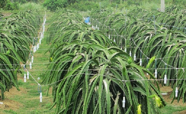 HTX Nông nghiệp Gia Phúc giải quyết bài toán ô nhiễm môi trường từ trồng thanh long công nghệ cao (Ảnh minh họa: Internet)