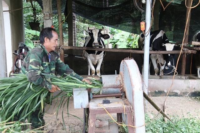 Các thành viên HTX chăn nuôi bò sữa theo tiêu chuẩn VietGAP (Ảnh: Internet)