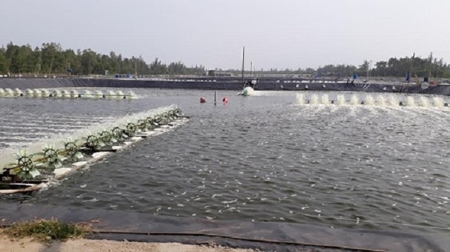 Khu vực ao nuôi tôm thẻ chân trắng của HTX (Ảnh: Internet)