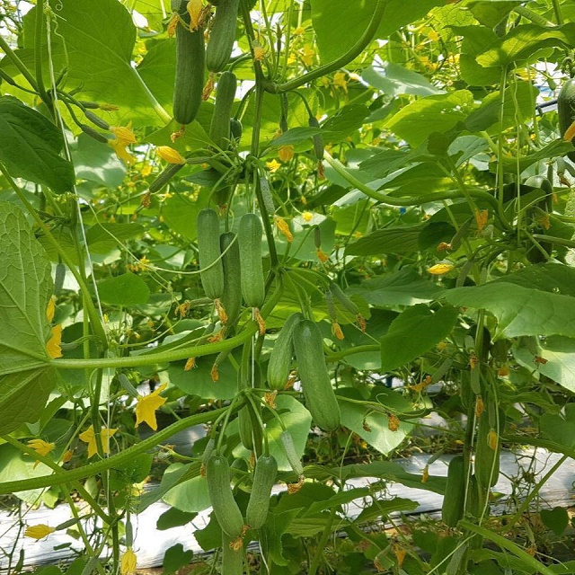 Dưa chuột đang là sản phẩm chủ lực của HTX (Ảnh: Internet)