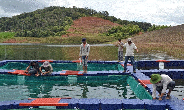 Thông thường vào khoảng tháng 3, người dân thả cá giống nuôi lồng (Ảnh: Internet)