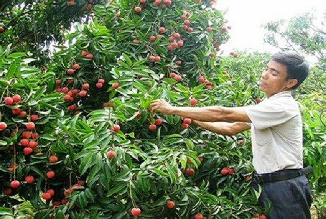 Huyện Phù Cừ được đánh giá là lá cờ đầu trong công tác dồn thửa đổi ruộng của tỉnh Hưng Yên, hình thành nhiều vùng sản xuất nông nghiệp hiệu quả (Ảnh: Internet)