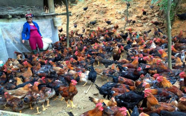 Phụ nữ huyện Vị Xuyên giúp đỡ nhau phát triển kinh tế (Ảnh: báo Hà Giang)