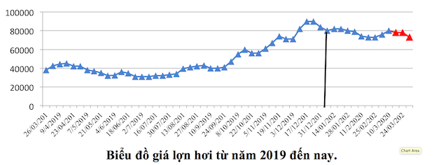 Biến động giá thịt lợn từ năm 2019 đến nay