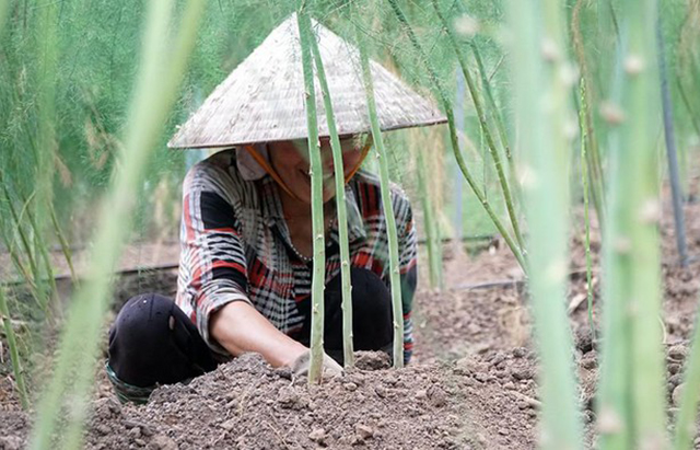 HTX gặt hái thành công nhờ măng tây xanh