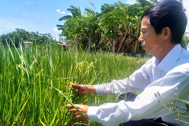 Đại An Khê là HTX đi đầu trong sản xuất lúa hữu cơ