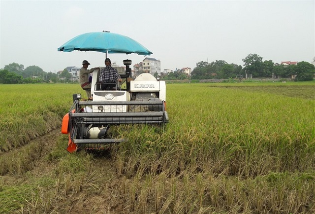 HTX Đông Phương có vai trò quan trọng trong việc hình thành vùng liên kết sản xuất, từ đó nâng cao thu nhập cho người dân (Ảnh: Internet)